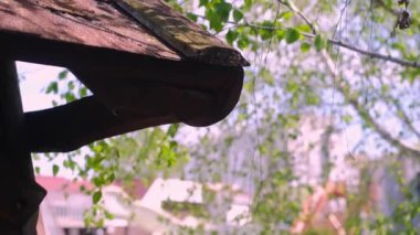 Yavaş çekim taze huş yaprakları dallara yakın çekimde.