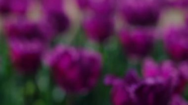 Güzel parlak pembe bahar laleleri. Lale tarlası. Bahçede açan lale çiçekleri. İlkbaharda bir tarlada bir sürü lalenin üzerinde dönüyor. Doğadaki renkli çiçek tarlası.