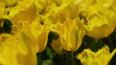 Güzel, parlak, sarı bahar laleleri. Lale tarlası. Bahçede açan lale çiçekleri. İlkbaharda bir tarlada bir sürü lalenin üzerinde dönüyor. Doğadaki renkli çiçek tarlası.