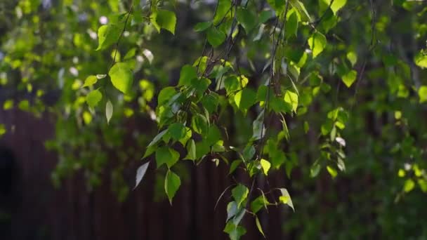 Slow Motion Fresh Birch Leaves Branches Closeup — Stock Video