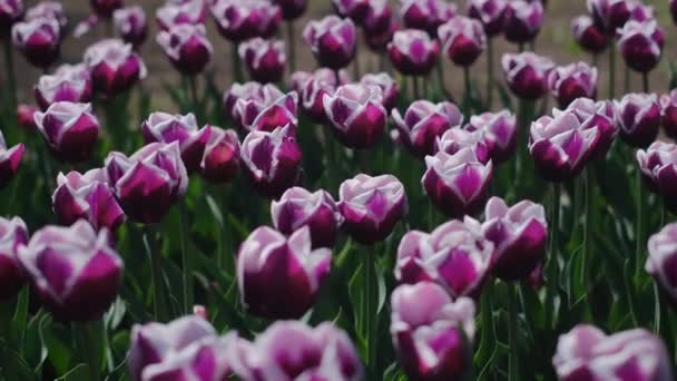Schöne Leuchtend Bunte Rosa Frühlingstulpen Tulpenfeld Tulpenblumen Blühen Garten Frühling — Stockvideo