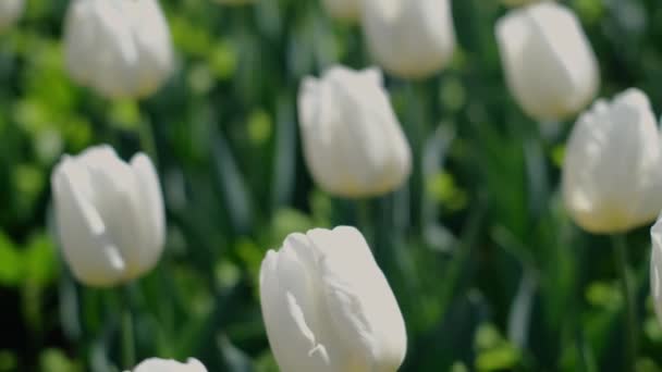 美丽的五彩缤纷的白春郁金香 郁金香田郁金香在花园里盛开 春天在田野里收割着许多郁金香 自然界五彩斑斓的花朵 — 图库视频影像
