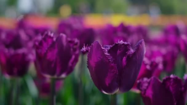 Piękne Jasne Kolorowe Różowe Wiosenne Tulipany Pole Tulipanów Kwiaty Tulipanów — Wideo stockowe