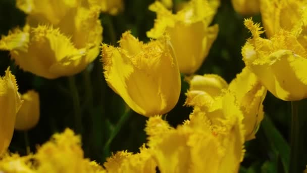 Prachtige Felgekleurde Gele Lente Tulpen Gebied Van Tulpen Tulpenbloemen Bloeien — Stockvideo
