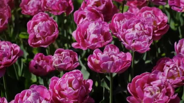 美しい明るいカラフルなピンクの春のチューリップ チューリップ畑 庭にチューリップの花が咲く 春になると多くのチューリップの上にパンニング 自然の中で花のカラフルなフィールド — ストック動画