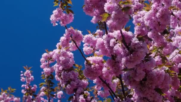 Arbre Kakura Fleurs Fleurs Kakura Roses Contre Ciel Bleu Jour — Video