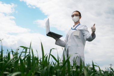 Tarımsal mısır tarlasında tablet ve teknoloji kullanan bir tarımcı. Çiftçi elinde bir tabletle tarlada yürüyor. Dizüstü bilgisayarlı biyolog kadın.