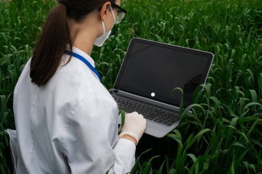 Tarımsal mısır tarlasında tablet ve teknoloji kullanan bir tarımcı. Çiftçi elinde bir tabletle tarlada yürüyor. Dizüstü bilgisayarlı biyolog kadın.