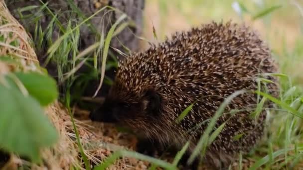 Hedgehog Runs Grass Wild Animal Green Lawn Loose High Quality — Stock Video