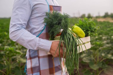 Erkek çiftçi taze çiğ sebzelerle dolu tahta bir kutu tutuyor. Sebzeli sepet (ellerinde lahana, havuç, salatalık, turp, mısır, sarımsak ve biber).