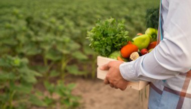 Erkek çiftçi taze çiğ sebzelerle dolu tahta bir kutu tutuyor. Sebzeli sepet (ellerinde lahana, havuç, salatalık, turp, mısır, sarımsak ve biber).