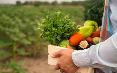 Erkek çiftçi taze çiğ sebzelerle dolu tahta bir kutu tutuyor. Sebzeli sepet (ellerinde lahana, havuç, salatalık, turp, mısır, sarımsak ve biber).