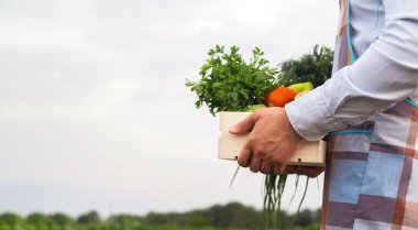 Erkek bir organik çiftçi sebze tarlasında duruyor. Elinde yeni toplanmış güzel sebzeler, organik sebzeler ve sağlıklı yaşam tarzı konseptiyle ahşap bir kutu tutuyor..