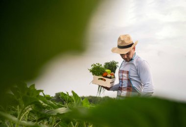 Erkek bir organik çiftçi sebze tarlasında duruyor. Elinde yeni toplanmış güzel sebzeler, organik sebzeler ve sağlıklı yaşam tarzı konseptiyle ahşap bir kutu tutuyor..