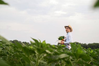 Erkek bir organik çiftçi sebze tarlasında duruyor. Elinde yeni toplanmış güzel sebzeler, organik sebzeler ve sağlıklı yaşam tarzı konseptiyle ahşap bir kutu tutuyor..