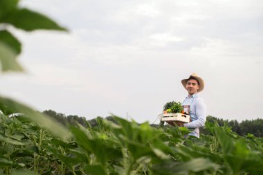 Erkek bir organik çiftçi sebze tarlasında duruyor. Elinde yeni toplanmış güzel sebzeler, organik sebzeler ve sağlıklı yaşam tarzı konseptiyle ahşap bir kutu tutuyor..