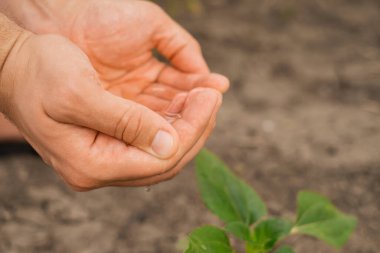 Doğada kaliteli topraklarda yetişen el sulama bitkileri, bitki bakımı ve ağaç yetiştirme fikirleri..