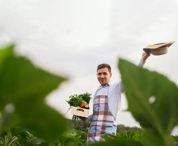 Agricultor Orgánico Masculino Encuentra Campo Verduras Sosteniendo Una Caja Madera —  Fotos de Stock