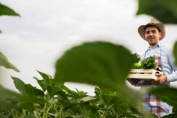 Mężczyzna Rolnik Ekologiczny Stoi Polu Warzywnym Trzymając Drewniane Pudełko Pięknymi — Zdjęcie stockowe