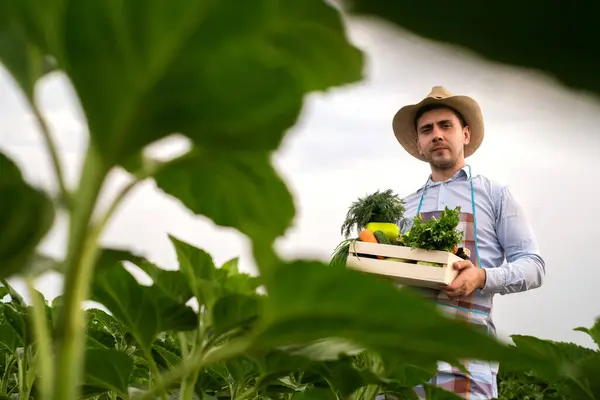 Agricultor Orgánico Masculino Encuentra Campo Verduras Sosteniendo Una Caja Madera —  Fotos de Stock