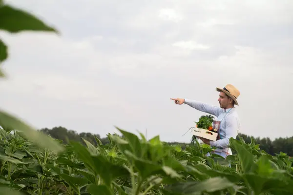 Мужчина Органический Фермер Стоит Овощном Поле Держа Деревянную Коробку Красивыми — стоковое фото