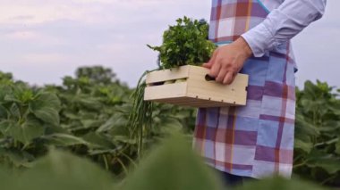 Taze olgun sebzeler tutan çiftçi, ürün kalitesini ölçen, sebze kokusu alan, açık hava pazarında kamera tutan. Organik sebzeler, küçük yerel çiftlikler, tarım kavramı.