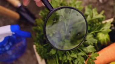 Laboratuvarda büyüteç altında sebzeleri inceleyen bilim adamlarına yakın çekim