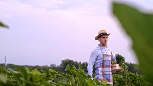 Uma Caixa Vegetais Nas Mãos Agricultor Indústria Agrícola Agricultor Carrega — Vídeo de Stock
