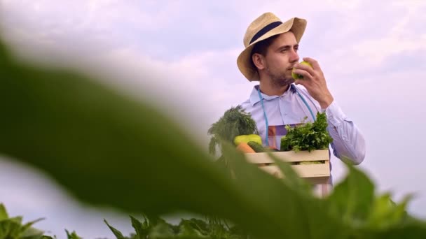 Bir Çiftçinin Elinde Bir Kutu Sebze Tarım Endüstrisi Çiftçi Tarlaya — Stok video