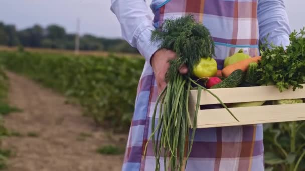 Фермер Тримає Свіжі Стиглі Овочі Перевіряє Якість Продукції Пахне Овочами — стокове відео
