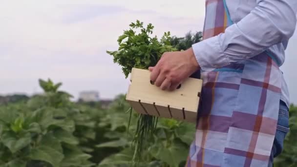 Jordbrukare Som Håller Färska Mogna Grönsaker Kontrollerar Produktkvaliteten Luktar Grönsaker — Stockvideo