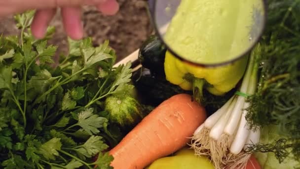 Nahaufnahme Eines Wissenschaftlers Der Gemüse Labor Unter Der Lupe Untersucht — Stockvideo
