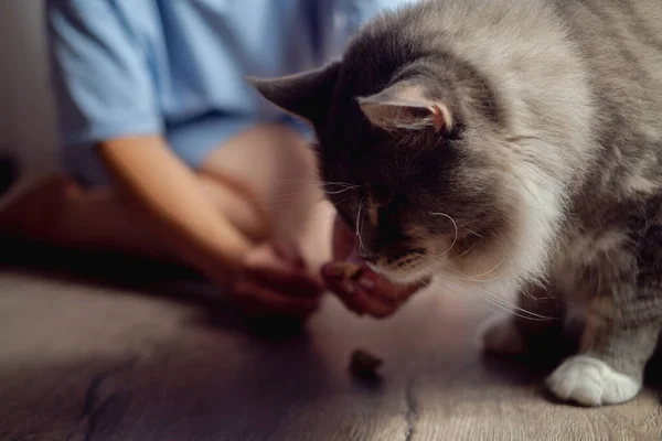 Gray fluffy cat reaches for food. The owner feeds the cat from her hand, a Maine Coon cat