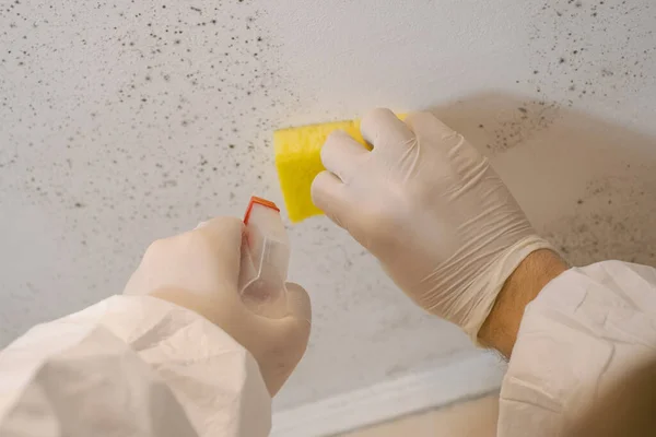 Cleaning Service Worker Removes Mold Wall Using Sprayer Mold Remediation Stock Image