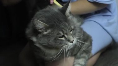 Ev hanımı kuaförde kediyi tarıyor. Kedi tüyüyle ilgilenmek. Tımar hizmetleri