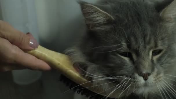 Die Hausfrau Kämmt Die Katze Pflegesalon Pflege Von Katzenhaaren Pflegedienste — Stockvideo