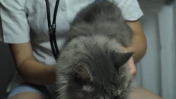Veterinário Com Estetoscópio Examina Gato Casa — Vídeo de Stock