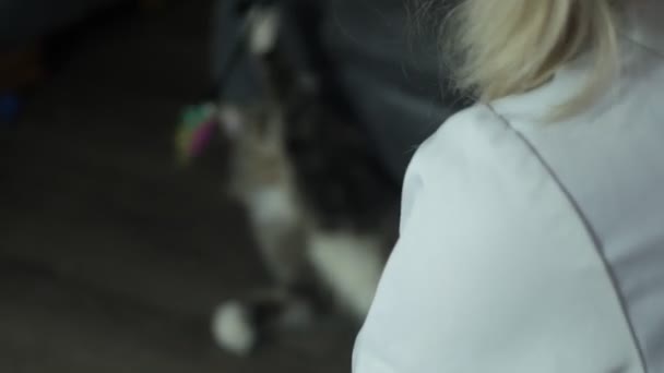 Veterinární Lékař Stetoskopem Zkoumá Kočku Doma — Stock video
