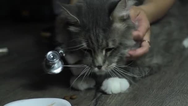 Ein Tierarzt Mit Stethoskop Untersucht Eine Katze Hause — Stockvideo