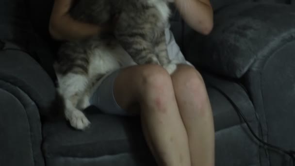 Veterinär Med Stetoskop Undersöker Katt Hemma — Stockvideo