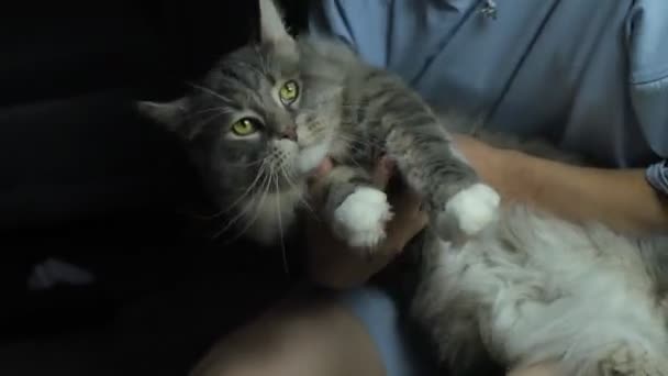 Ветеринар Стетоскопом Оглядає Кішку Вдома — стокове відео