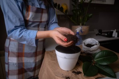 Ev bitkilerini saksılarda yeniden saksılayan, bahçeyle uğraşan ve ev içi yeşillik yetiştiren bir kadın. Bu görüntü, bahçe ve bitki bakımının güzelliğini yansıtıyor. Botanik ve yaşam tarzı kavramları için ideal.