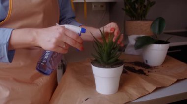 Kapalı alandaki bitkilerle ilgilenen kadın çiçekçi, bahçe işleri, bitkilere su püskürtme. Bitki bakımı, bahçıvanlık ve bahçe işleri kavramı.