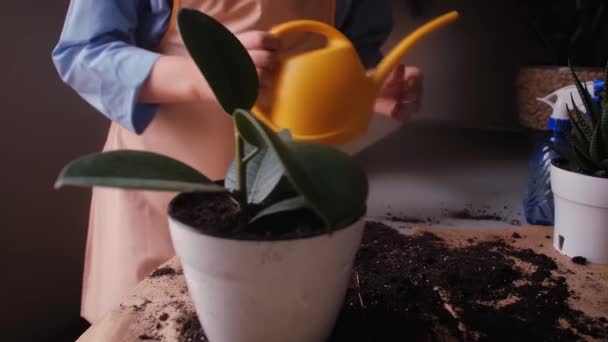 屋内ガーデニング 植物ケアのテーブルコンセプトに女性の花屋手水やりハウスプラント 家庭で緑を育てる — ストック動画