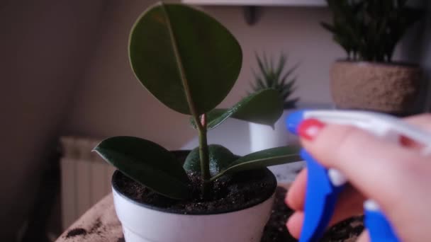 Samice Květinářky Pečující Vnitřní Rostliny Zahradničení Postřikování Rostlin Vodou Koncepce — Stock video