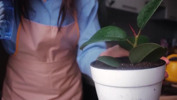 Kobieta Kwiaciarnia Dbanie Rośliny Pomieszczeniach Ogrodnictwo Rozpylanie Roślin Wodą Koncepcja — Wideo stockowe