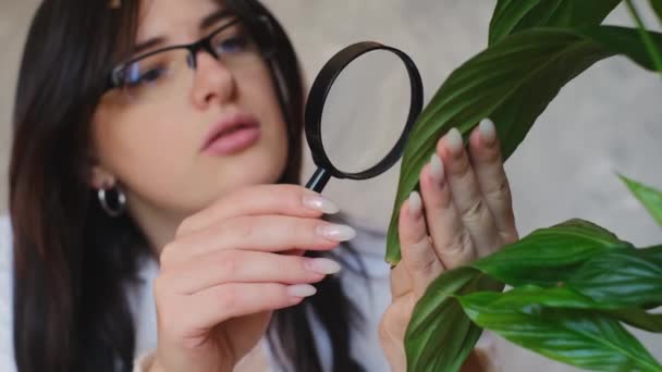 Biolog Undersöker Växternas Tillstånd Förstoringsglas Med Fokus Trädgårdsskötsel Och Växtvård — Stockvideo