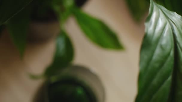 クロロフィルボトルは緑豊かな植物に囲まれたテーブルの上に立っており 体の健康と若返りを促進しています この活気に満ちた緑のサプリメントで自然の癒しの力を受け入れます — ストック動画