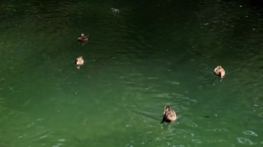 Balıklar ve ördekler gölde yüzer, yemyeşil parktaki şelalenin güzelliğinin tadını çıkarırlar. Çevre turizmi, doğa gezileri ve doğal rezervleri ve parkları keşfetmek için mükemmel..