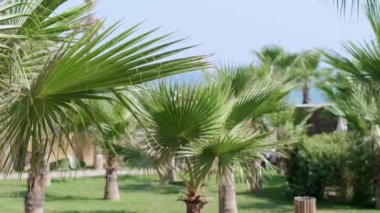 Sahildeki palmiye ağaçları, plaj otelleri ve oteller, sahildeki eğlence ve eğlence ortamı, plaj partileri ve etkinlikleri..